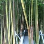 Bambusweg