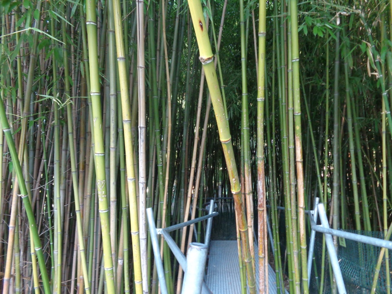 Bambusweg