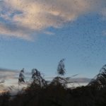 Vogelschwarm über dem Josefsteg